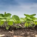 Fresh green soy plants on the field in spring. Rows of young soybean plants . High quality photo