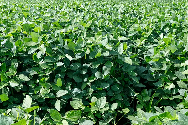 Agricultural soy plantation on blue sky - Green growing soybeans plant against sunlight.