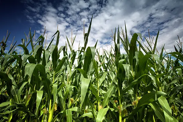 Corn field plants.