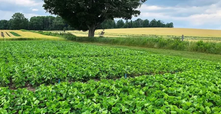 Chez_agriculteur_BCR